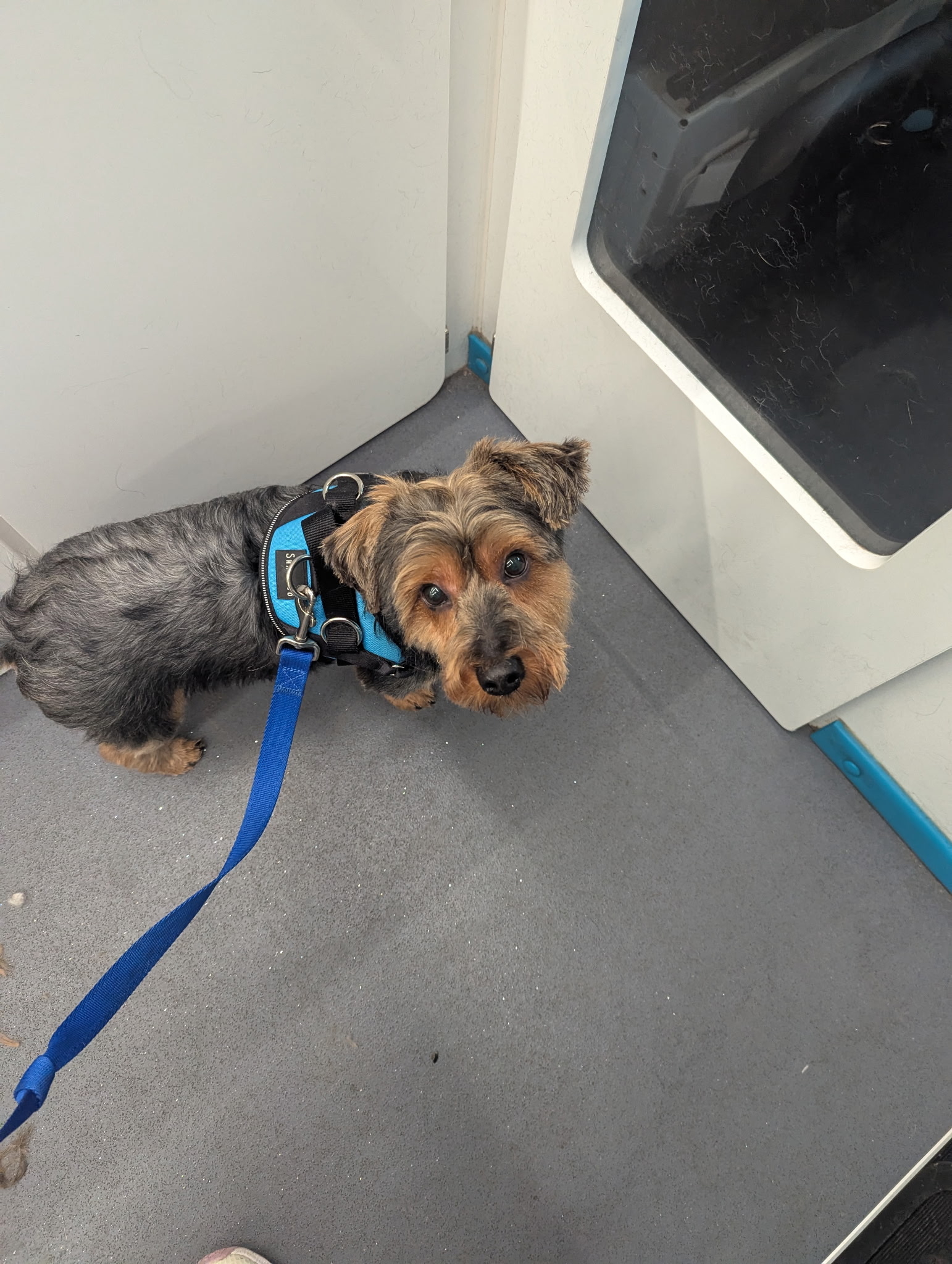 Pet Grooming Before & After