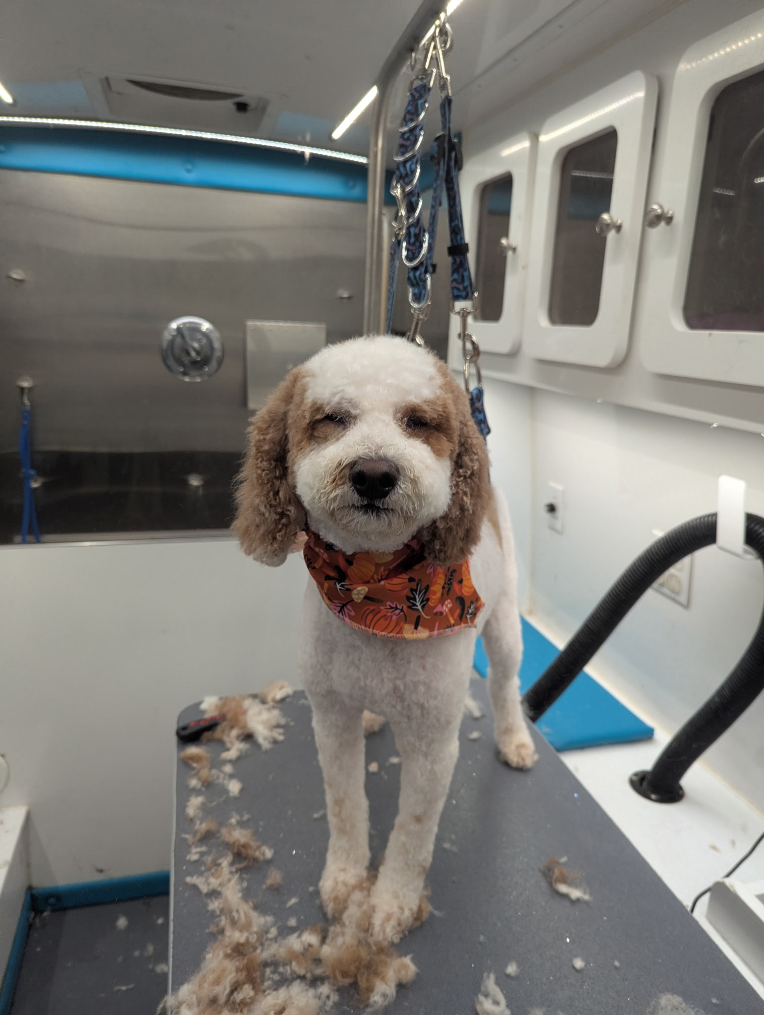 Professional Pet Grooming