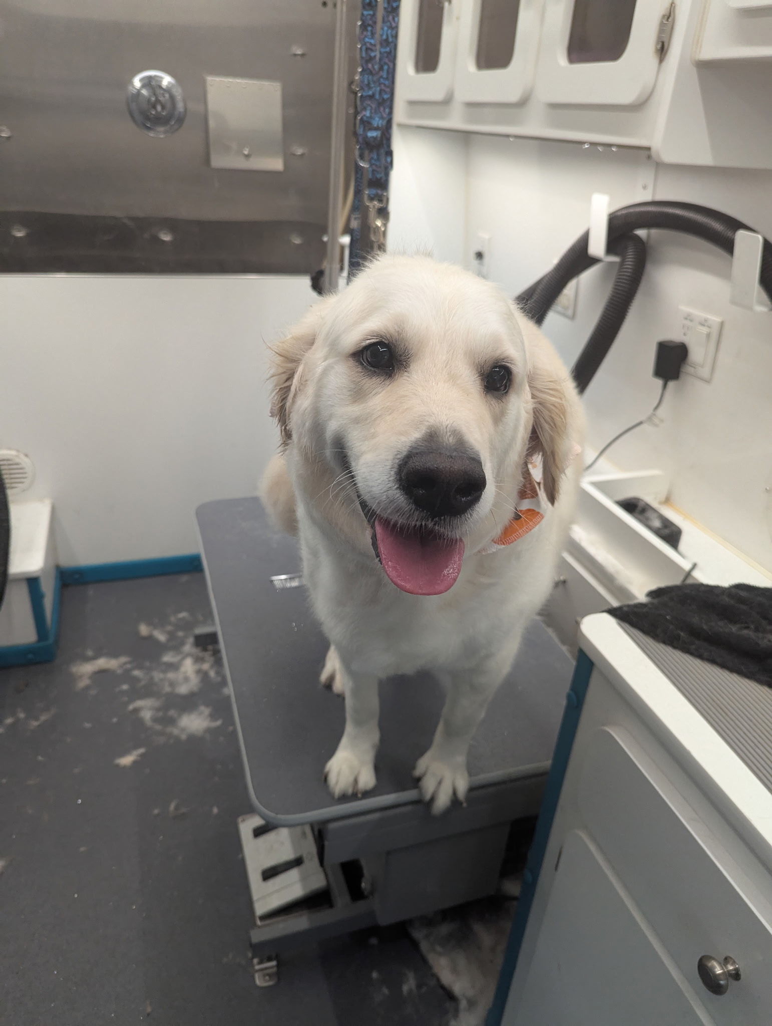 Mobile Grooming Results